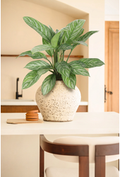 Aglaonema Stripe