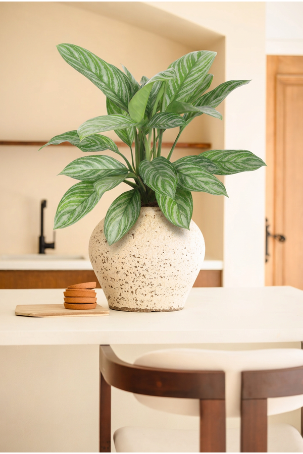 Aglaonema Stripe