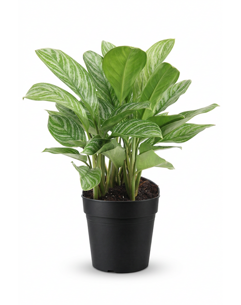 Aglaonema Stripes