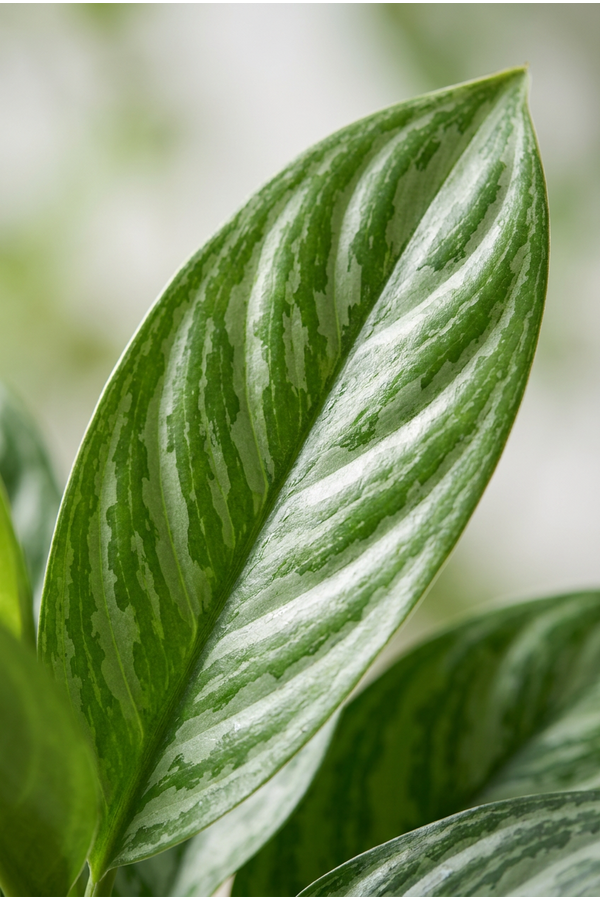 Aglaonema Stripes