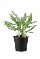 Aglaonema White Lance