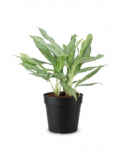 Aglaonema White Lance