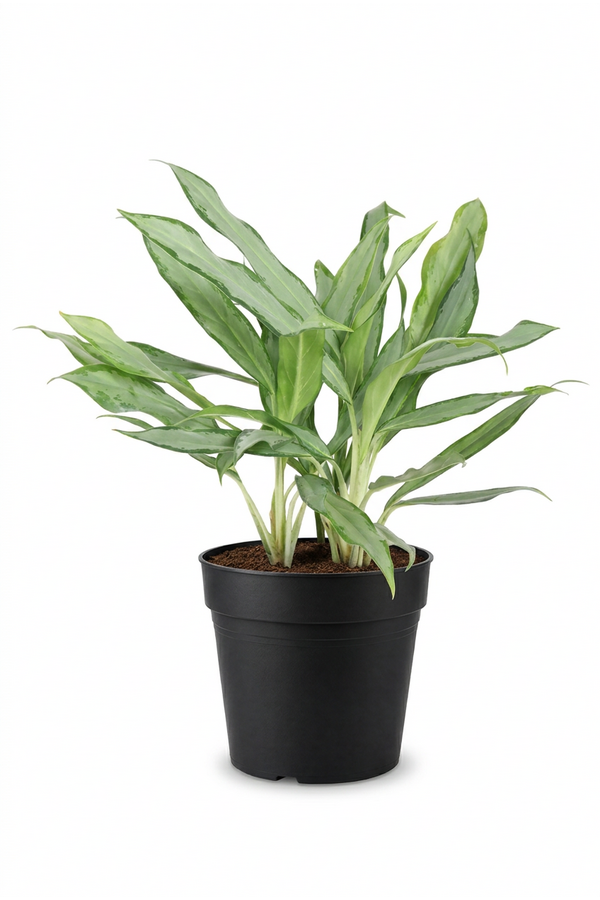 Aglaonema White Lance