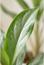 Aglaonema White Lance