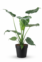 Alocasia Cucullata