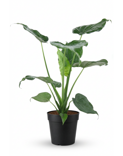 Alocasia Cucullata