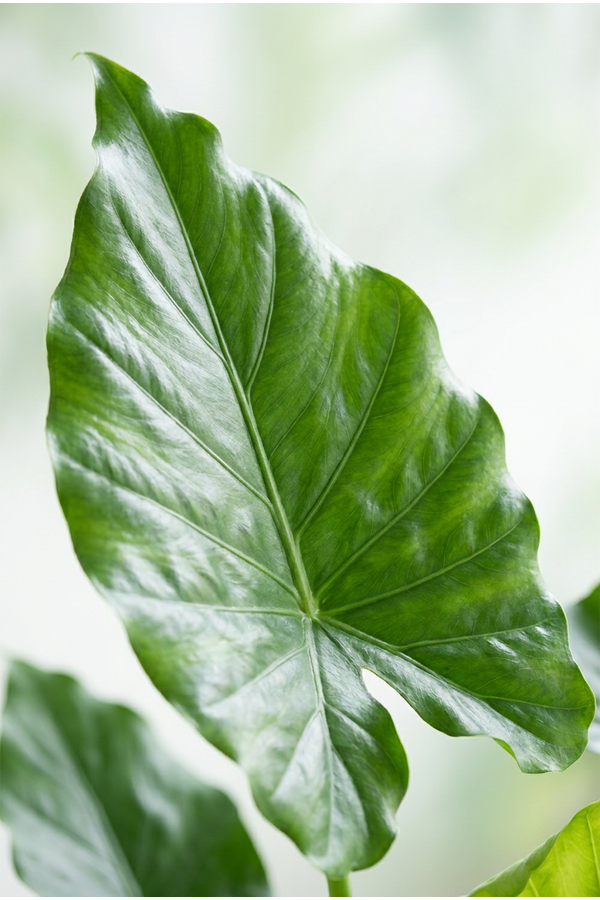 Alocasia Cucullata