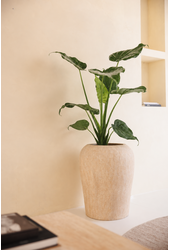 Alocasia Cucullata