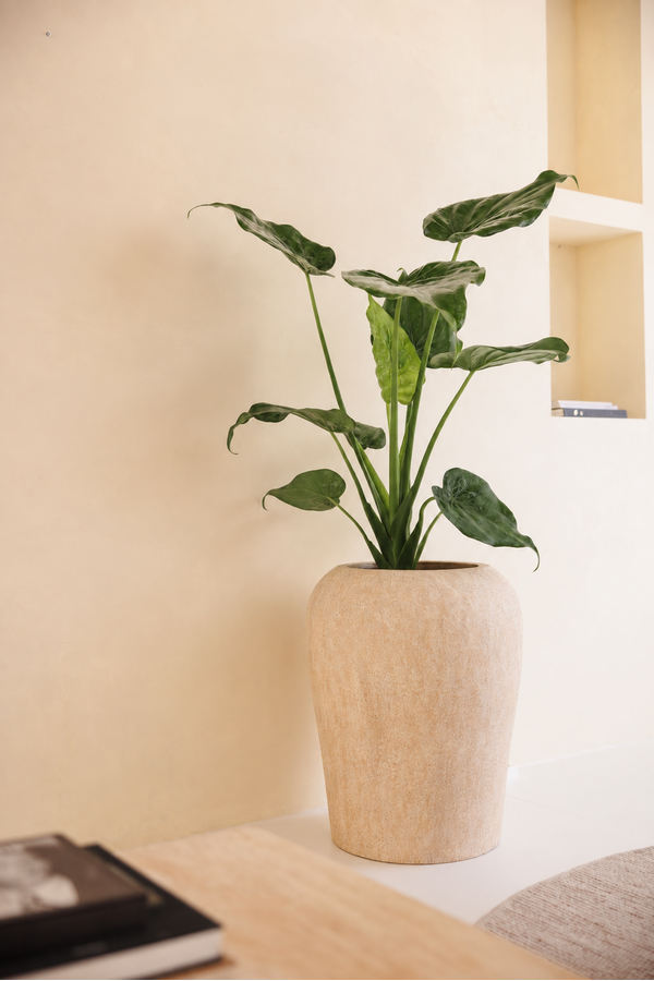 Alocasia Cucullata