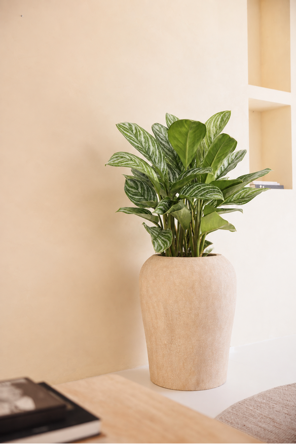 Aglaonema Stripes
