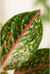 Aglaonema Night Sparkle