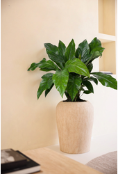 Anthurium Jungle Bush
