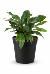 Anthurium Jungle Bush