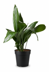 Aspidistra Elatior