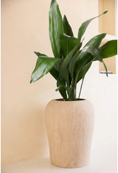 Aspidistra Elatior