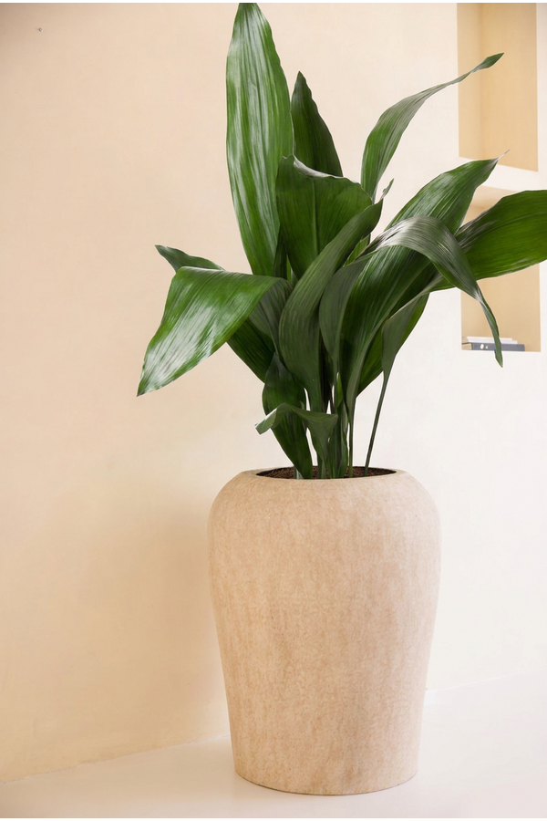 Aspidistra Elatior