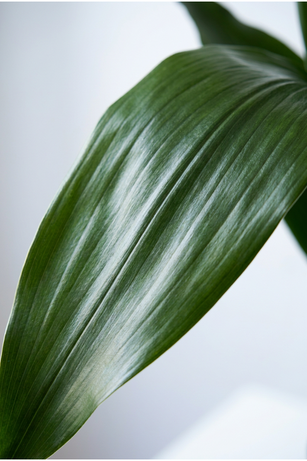 Aspidistra Elatior