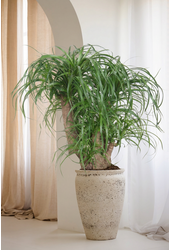 Beaucarnea vertakt