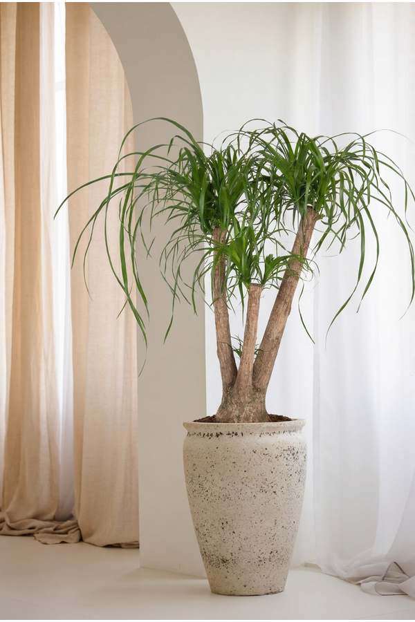 Beaucarnea vertakt