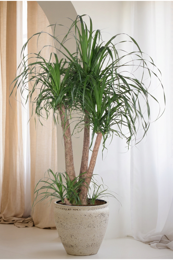 Beaucarnea vertakt