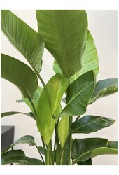 Strelitzia Nicolai XXL