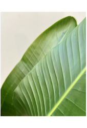 Strelitzia Nicolai XXL