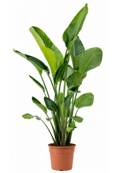Strelitzia Nicolai XXL