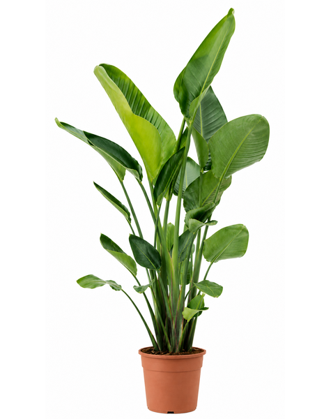 Strelitzia