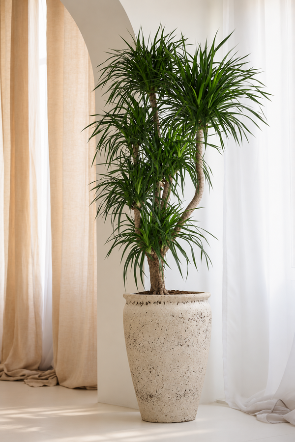 Dracaena Angustifolia vertakt