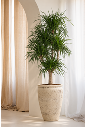 Dracaena Angustifolia vertakt