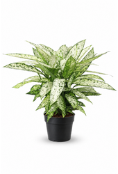 Dieffenbachia Vesuvius