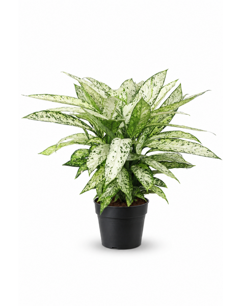 Dieffenbachia Vesuvius
