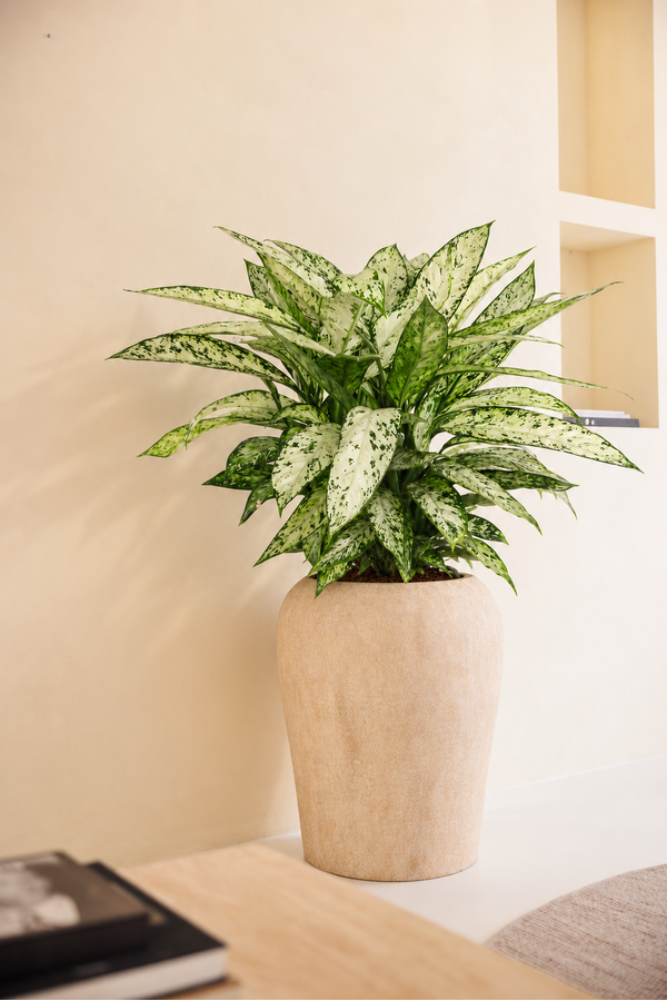 Dieffenbachia Vesuvius