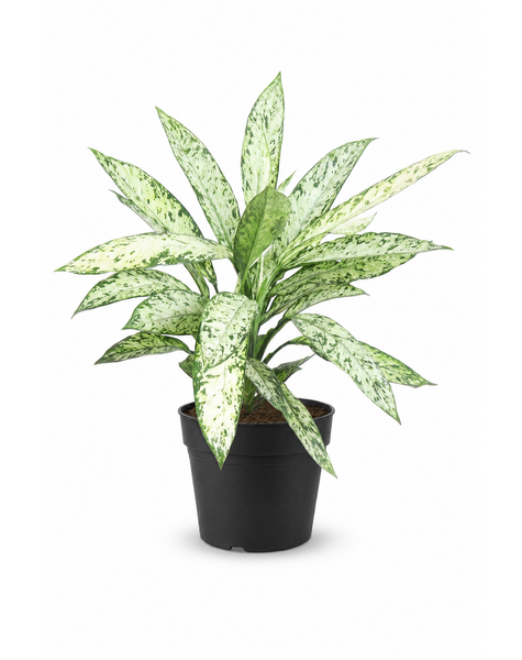 Dieffenbachia Vesuvius