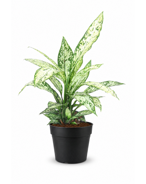 Dieffenbachia Vesuvius