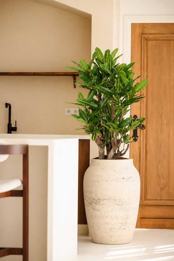Codiaeum Sunny Star vertakt