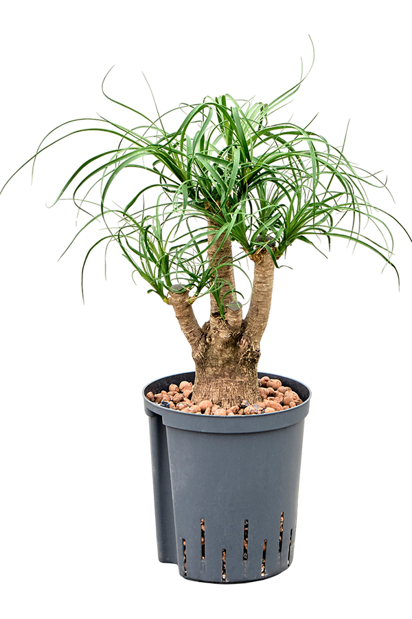 Hydroplant Beaucarnea Recurvata