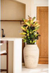 Codiaeum Mrs Iceton vertakt