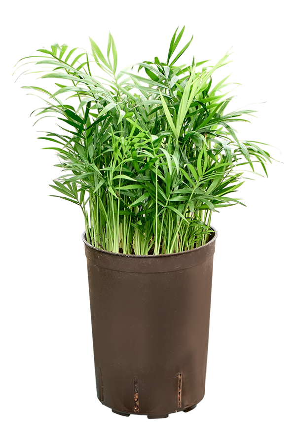 Hydroplant Chamaedorea Elegans