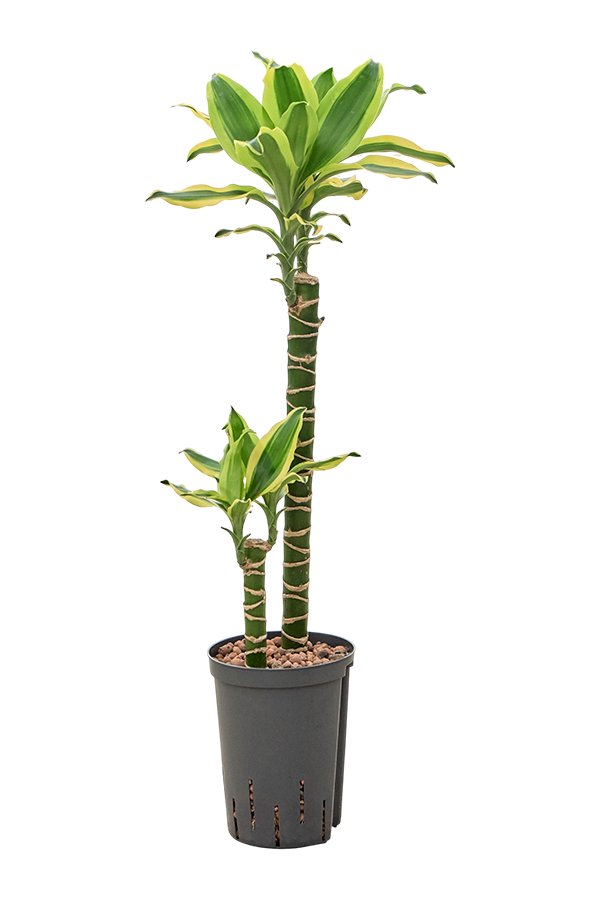 Hydroplant Dracaena Fragrans Gold King