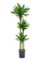 Hydroplant Dracaena Fragrans Gold King