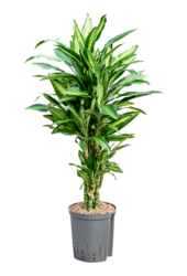 Hydroplant Dracaena Fragrans Silindo