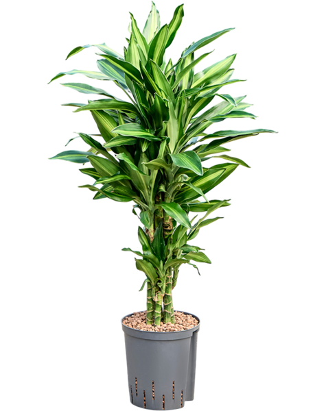 Hydroplant Dracaena