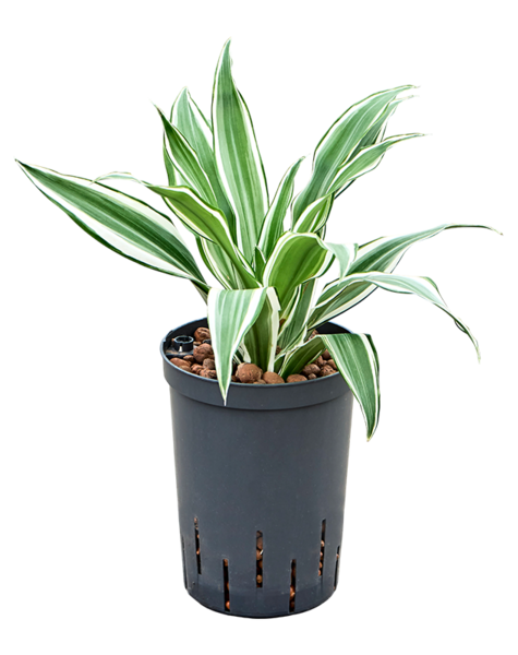 Hydroplant Dracaena