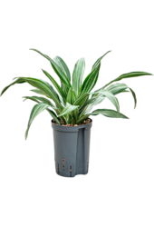 Hydroplant Dracaena Fragrans Ulises