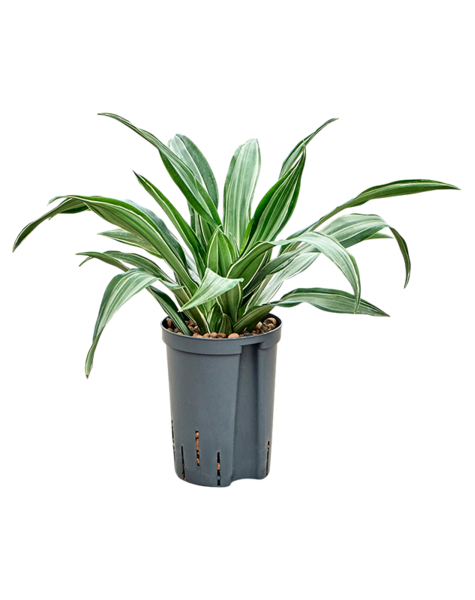 Hydroplant Dracaena