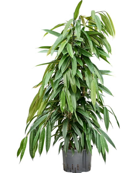 Hydroplant Ficus