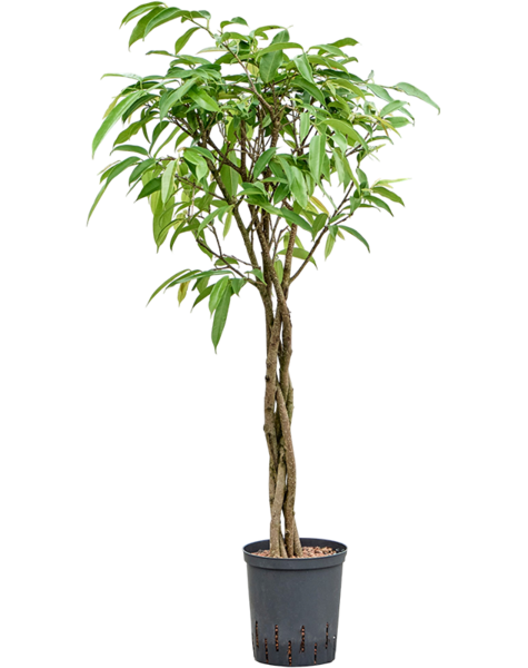 Hydroplant Ficus