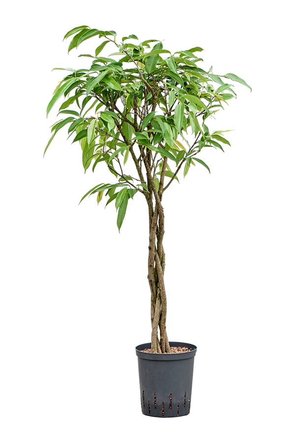 Hydroplant Ficus Binnendijkii Amstel King
