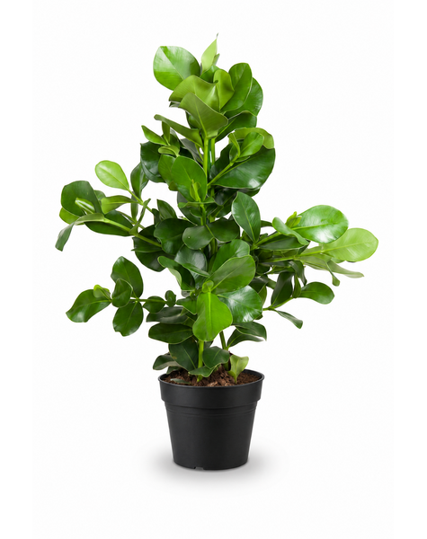 Clusia Rosea